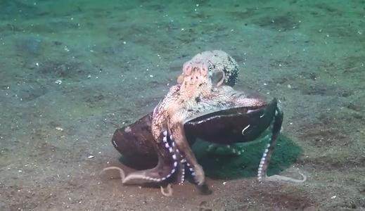 八爪鱼抱着椰子壳在海底漫步画面太滑稽了