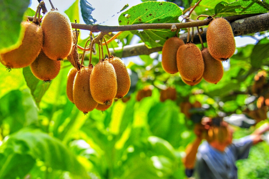 镇向阳村的韶俭红心猕猴桃种植专业合作社里,沉甸甸的果实已挂满枝头