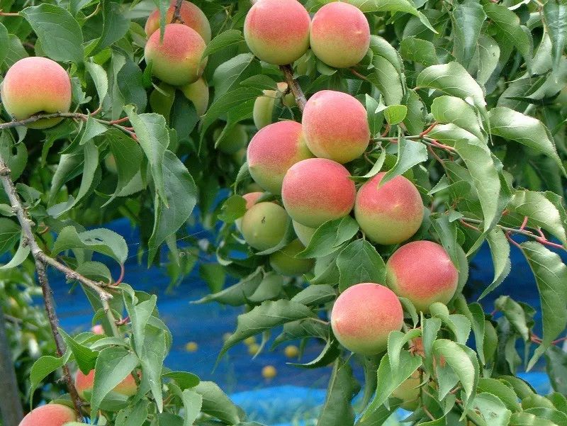 三边町的梅子生意经