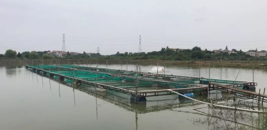 他用饲料养鳜鱼,亩利润5万多,成活率95%!如何成功的?_养殖