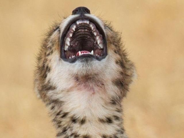 摄影师拍到猎豹大笑一幕令人非常惊讶