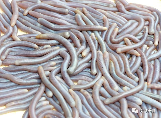 史上最流氓的12种海鲜_沙虫