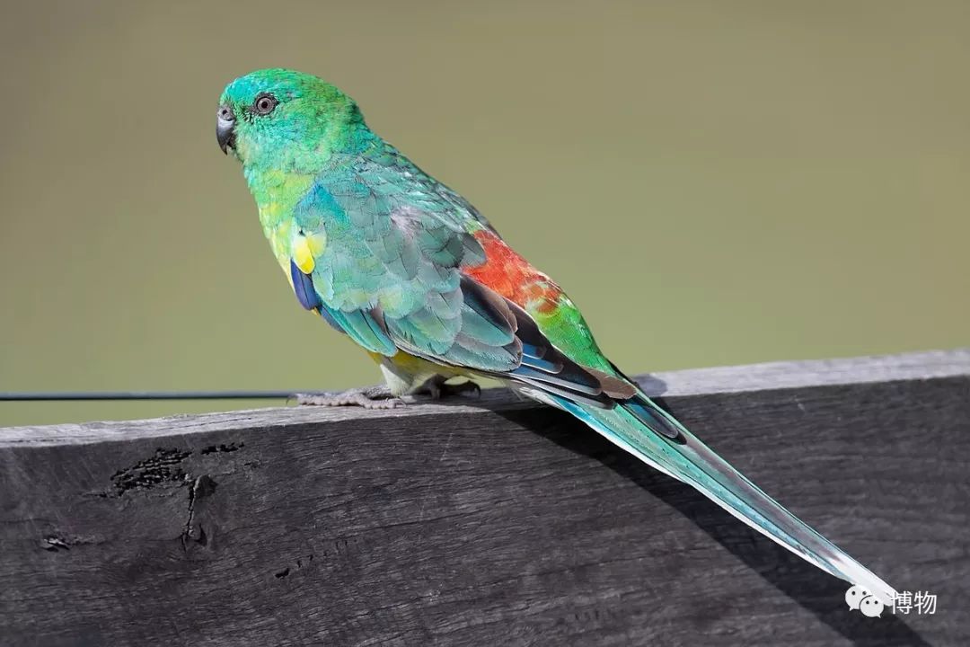 红腰鹦鹉下午前往菲利普岛(phillip island).