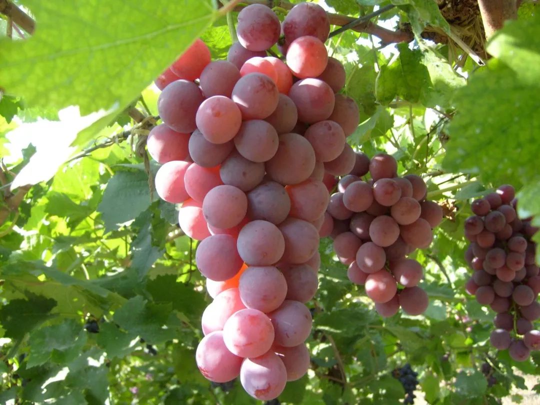 精准扶贫为爱发布丨中华名果璧山蜜丽葡萄等你摘