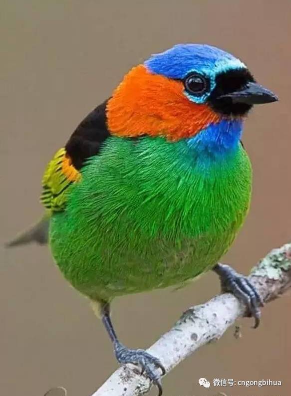 世上最美艳的鸟大自然才是最从容的艺术家
