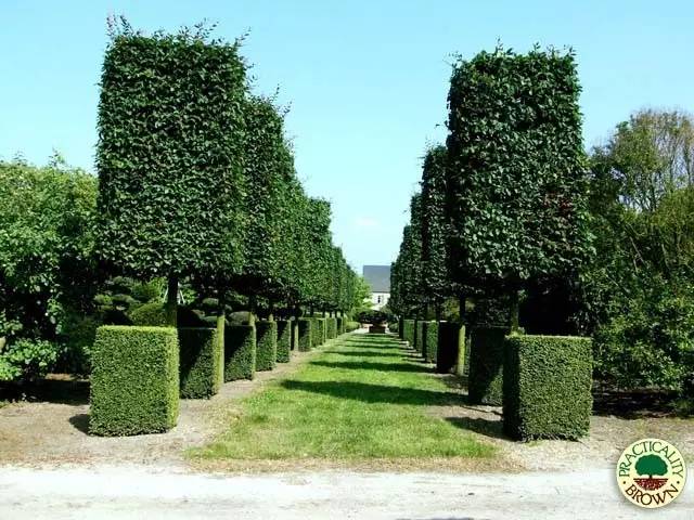 香榭丽舍大街上的矩形树冠你见过吗