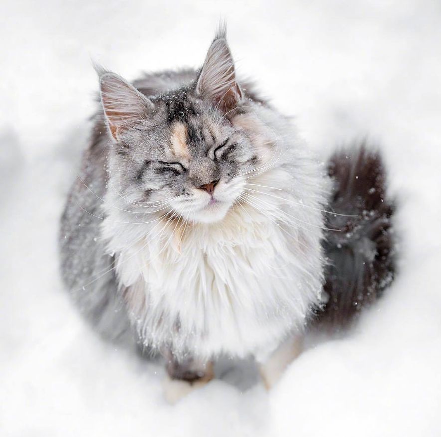 来自挪威的大猫,威风凛凛的样子把我帅到了