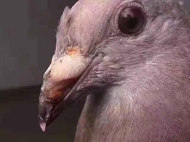 鸽痘对信鸽的危害有多大?一,脓包的肿胀会给鸽子带来生理上的疼痛感.