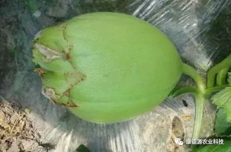 或授粉昆虫少,甜瓜授粉几率不高或授粉不充分,或开花坐果期高温干燥等