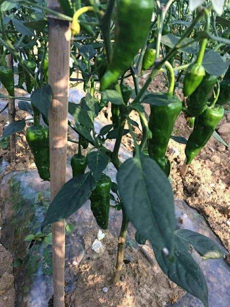 美味土辣椒种子 余干椒种子_种植