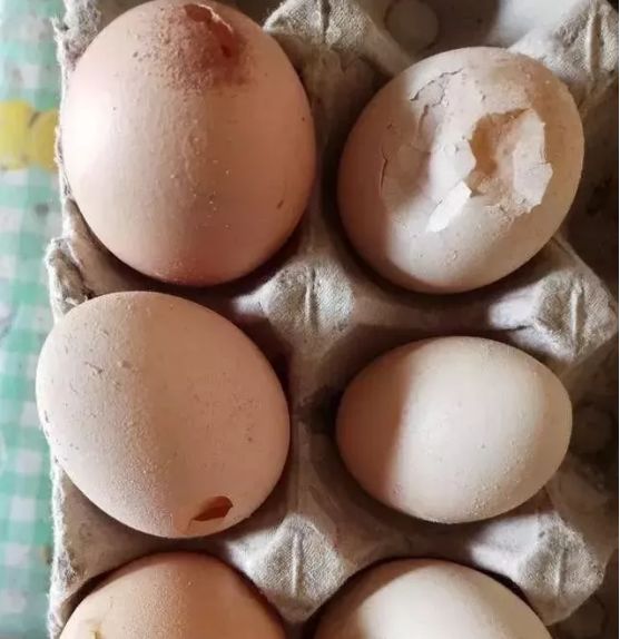 下降了,蛋壳质量差比正常日龄的鸡群少吃200多斤料,大群排便也不太好