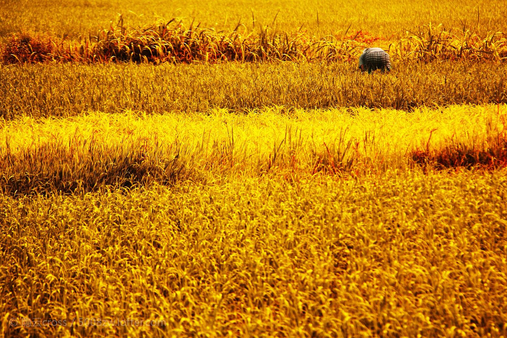 后园帮助农民粮食大丰收