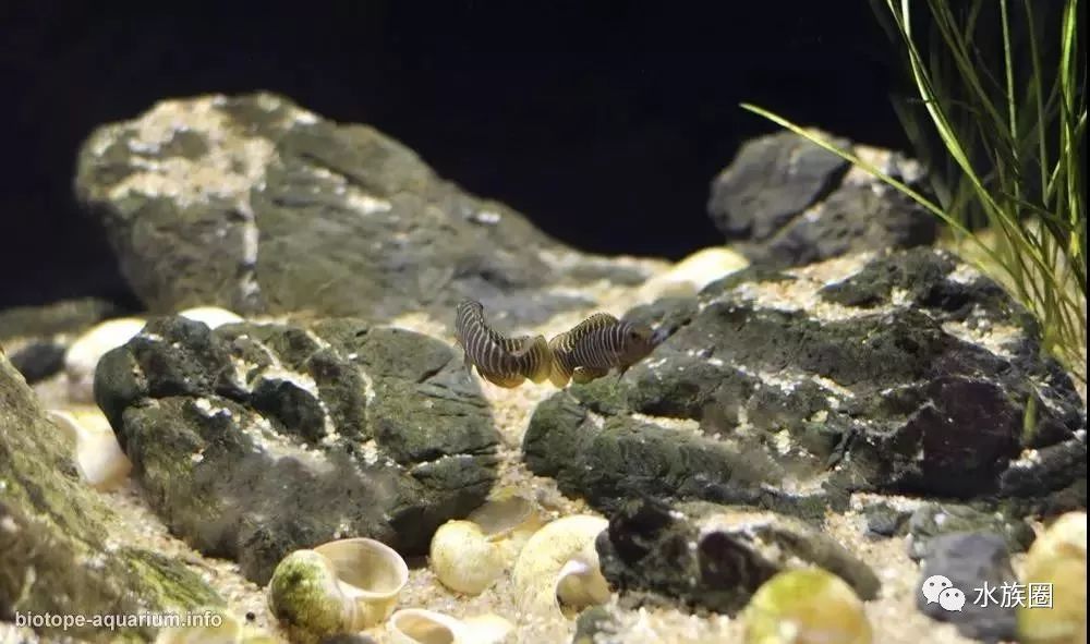 造景分享卷贝造景参考美即是所见