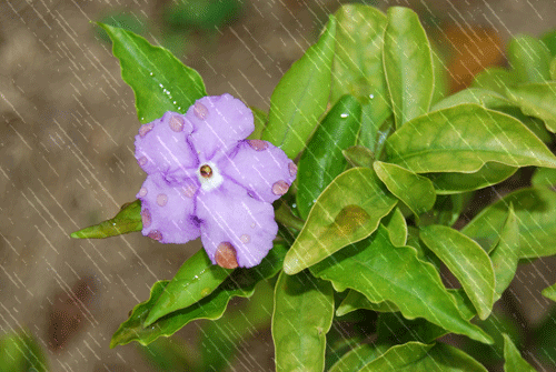 500_335gif 动态图 动图