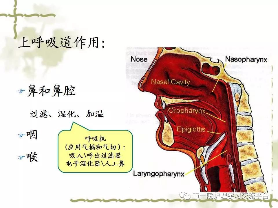 【ppt】呼吸系统解剖,疾病常见症状及护理