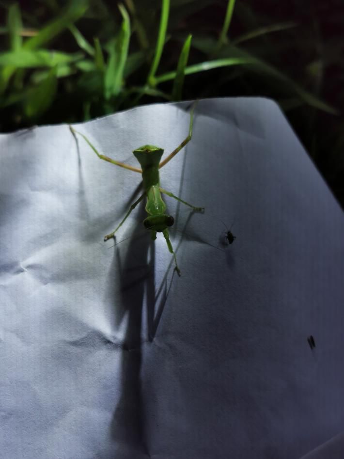 螳螂鼻涕虫一路上小朋友们发现了蟾蜍,蜘蛛,蝉,狭口蛙,蛾,蝙蝠,鼻涕虫