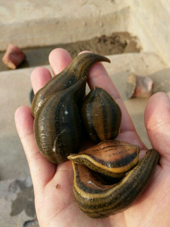 多种多样,但归纳起来,不外有两种方式:即野外粗放养殖和集约化精养