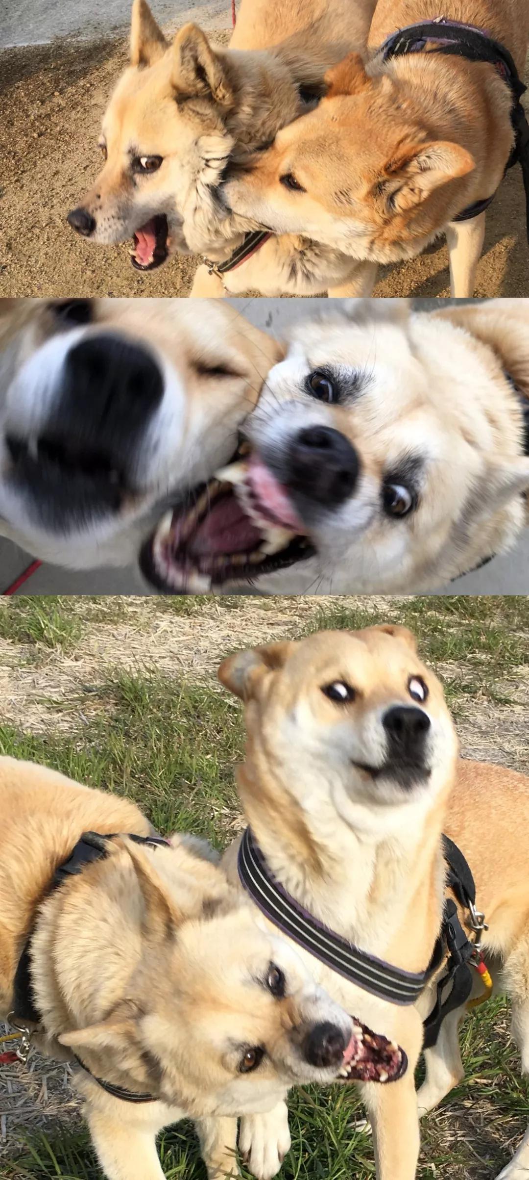 两只狗对比表情包图片