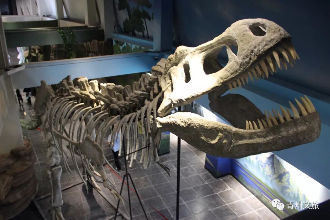 一键开启完美假期暑期青州研学攻略来袭