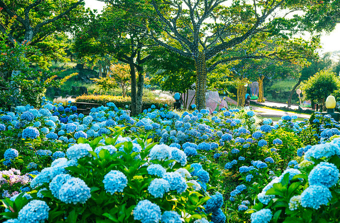 拿着国际驾照畅游韩国济州岛-济州香草花园