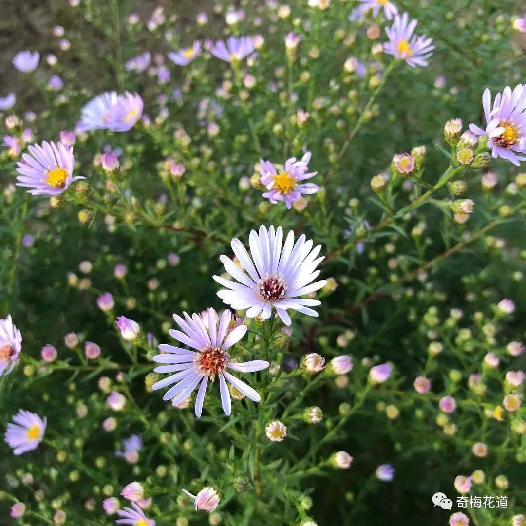 奇梅花道七夕送ta一束孔雀草让心意更有新意