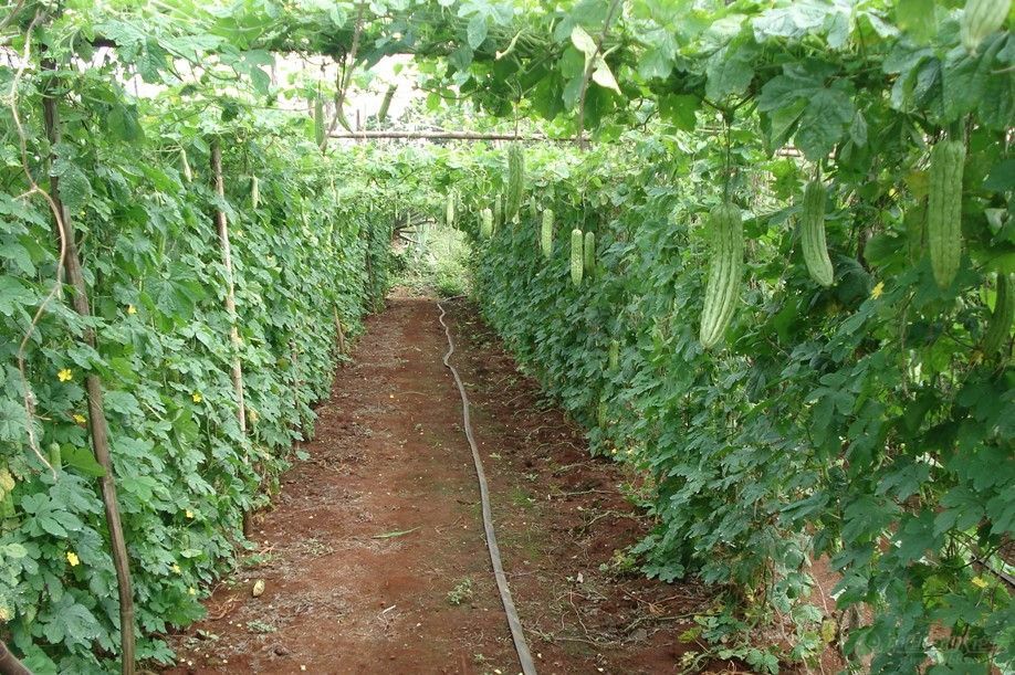 冬季苦瓜大棚种植图片