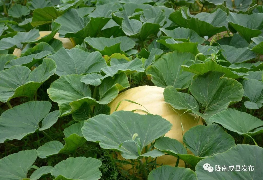 成县南瓜长势喜人丰收在望附视频