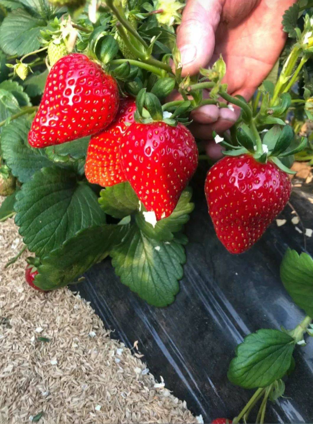 如何使红颜草莓苗章姬草莓苗高产丰产