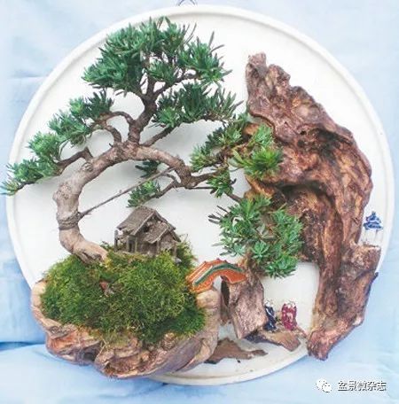 墙上景——壁上挂!_盆景