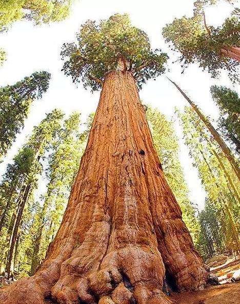 世界上最大的树木,树龄超过3200年,重量高达2800吨,就在美国!