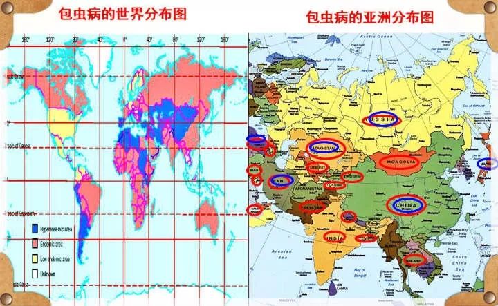 我国目前是包虫病流行最为严重的国家,发病居全球之首.