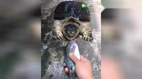 实拍千年老龟吃鱼全过程颠覆你以前对乌龟的认知