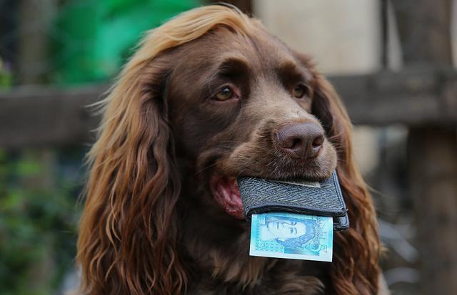 宠物狗成精主人每周给5英镑零花钱买玩具不给就叼走主人钱包