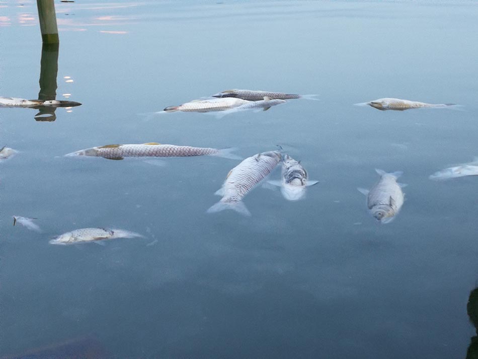 江西鄱阳珠湖非法围湖养鱼污染水源,当地回应:肯定要清掉_围堰