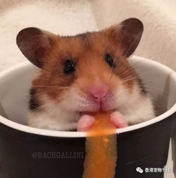 鼠生一大乐趣就是吃吃吃!_仓鼠