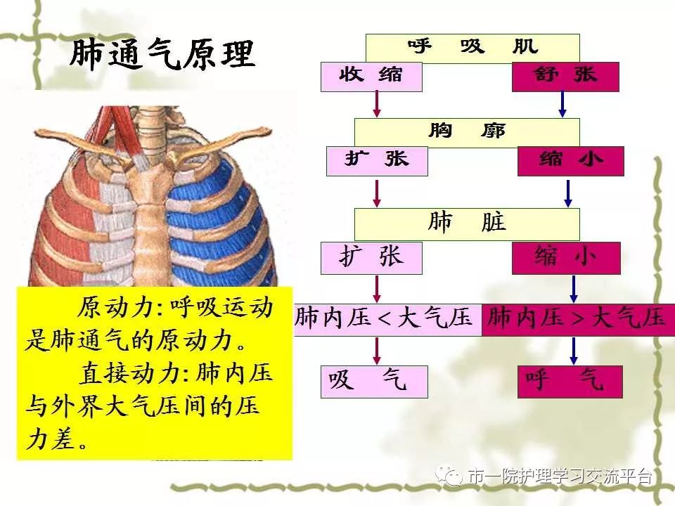 【ppt】呼吸系统解剖,疾病常见症状及护理