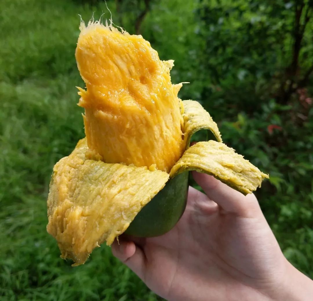 中国芒果界no1汪涵一口吃得目瞪口呆的香浓桂七芒奶香蜜甜