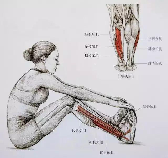 肌肉緊張顯小腿粗小腿拉伸圖解告別疙瘩腿