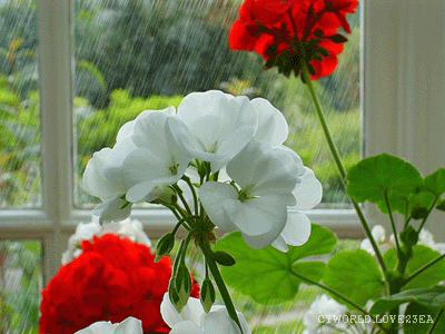 400_300gif 动态图 动图