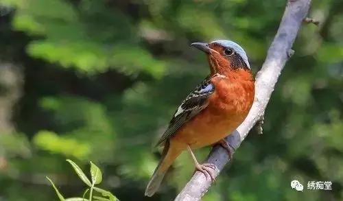 有关于白喉矶鸫的饲养管理