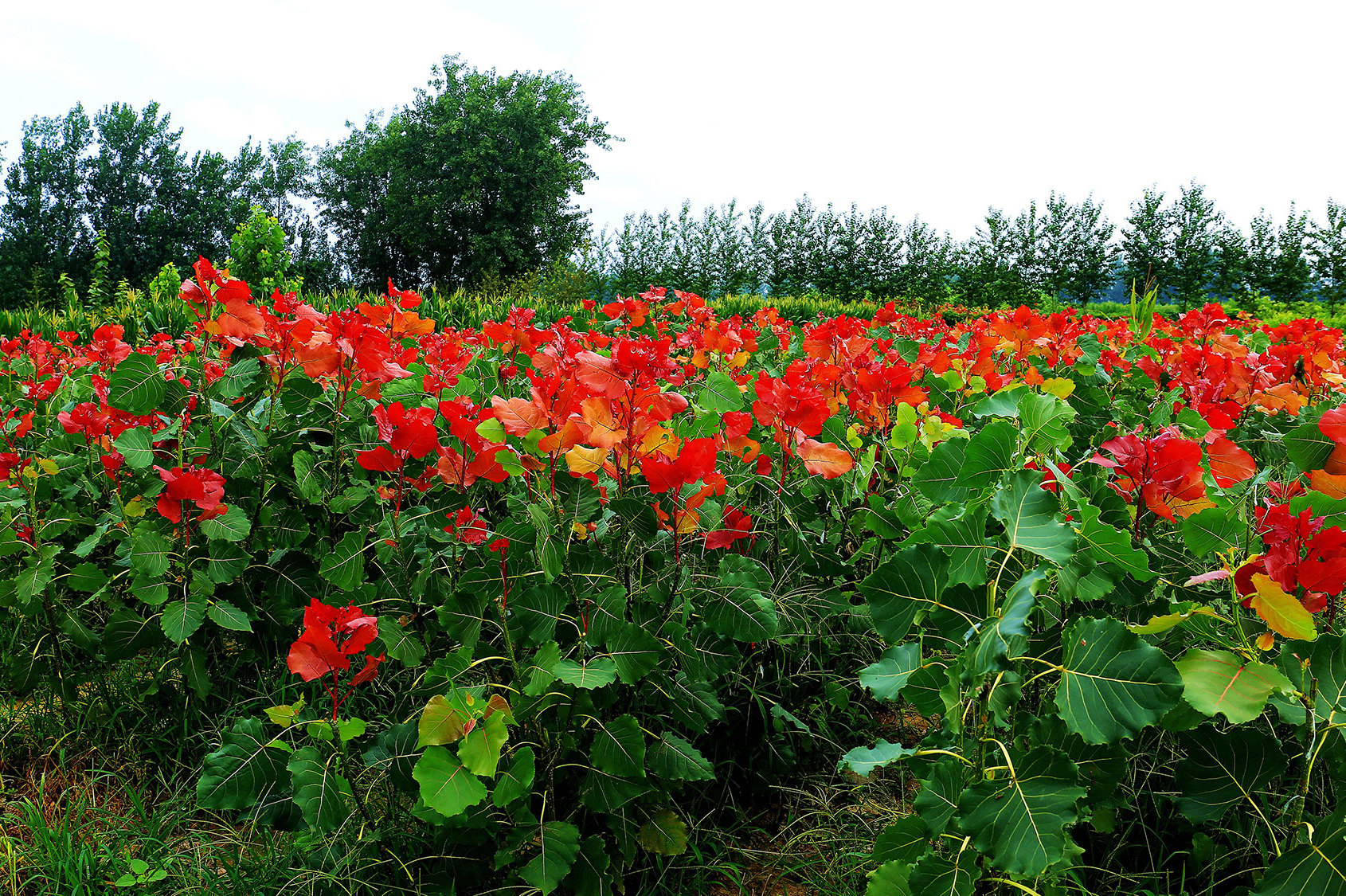 冠红杨-田园综合体专用树种