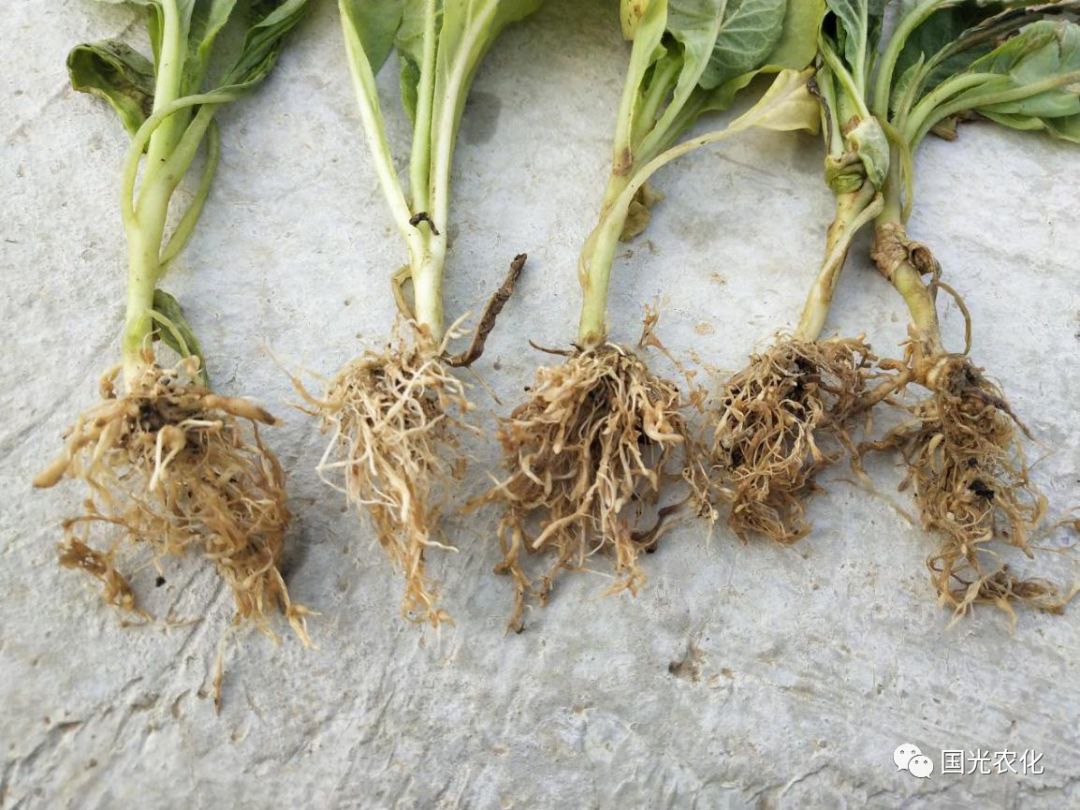 白色米粒状的瘤状物地下部:感染根结线虫病烟株在主根及侧根上产生