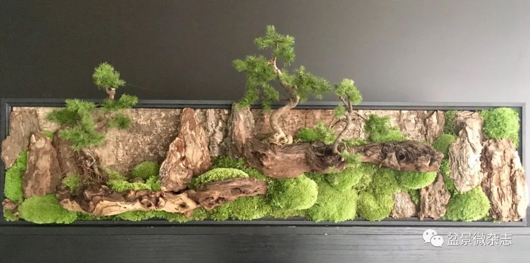 墙上景——壁上挂!_盆景