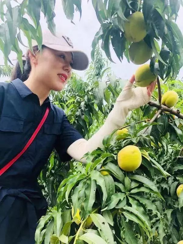 8月3日跟着广电主持人采黄桃咯