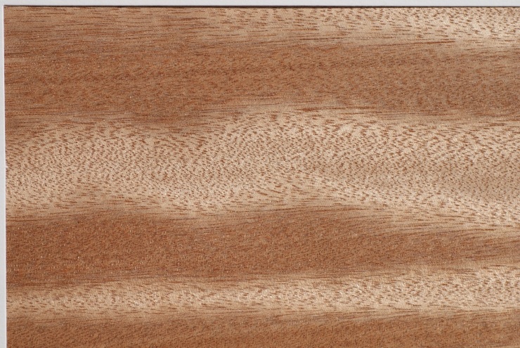 红胡桃木称为非洲树木之王是否名副其实网友听名字就很扯