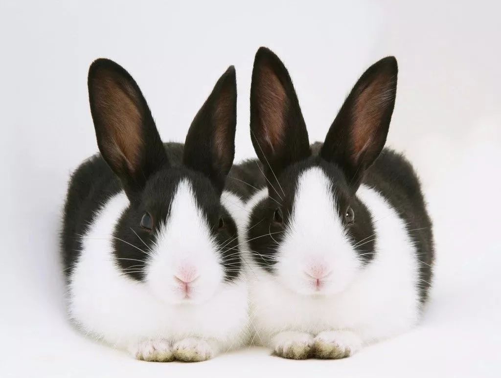 新品种川白獭兔商品兔生产技术规程