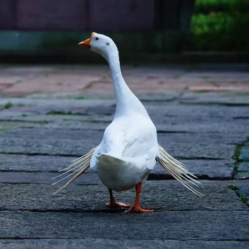 盛夏的风情(二)——眼里一人家