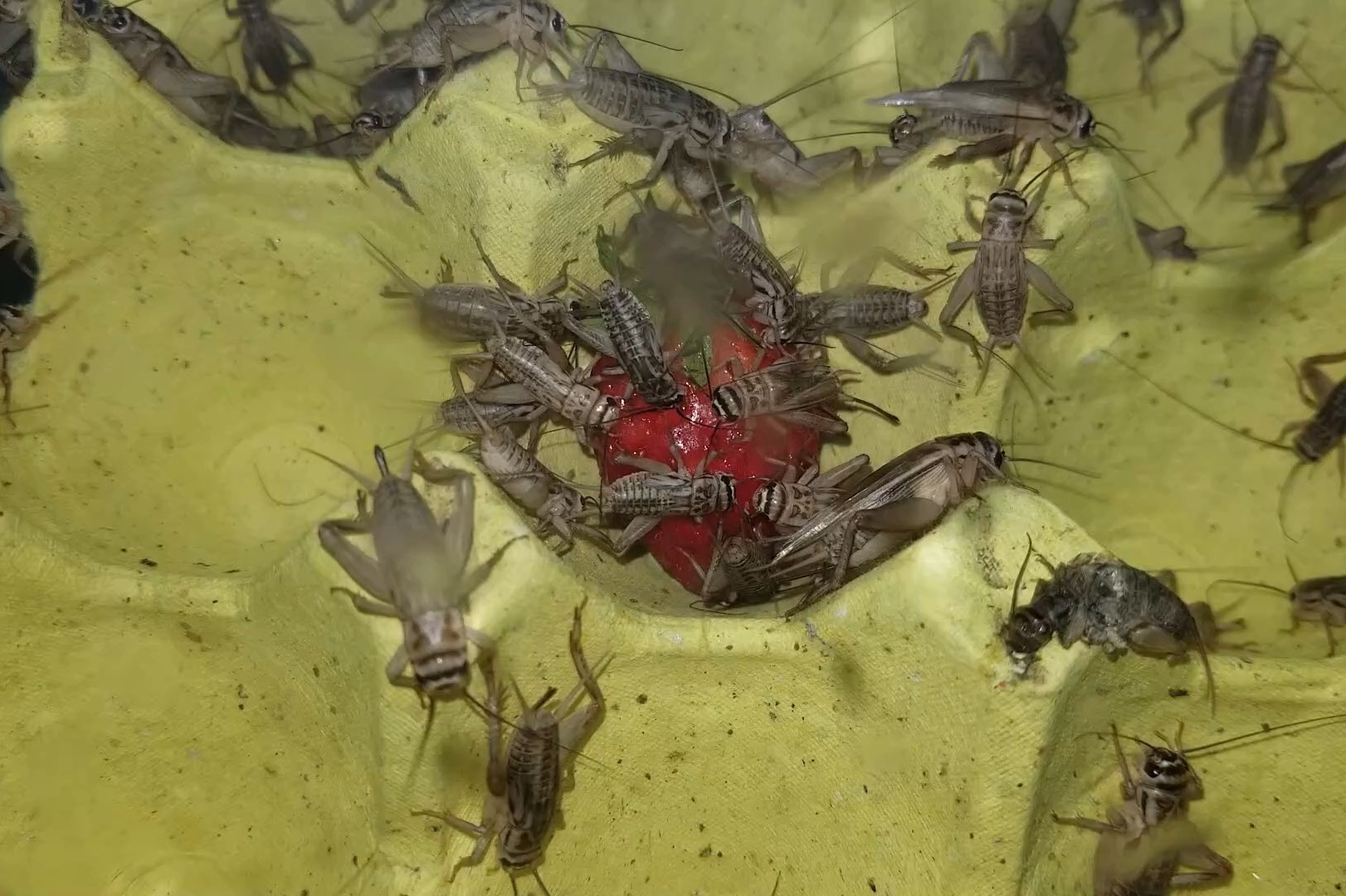 新到了250只蟋蟀先喂饱了再说这是守宫乌龟蛤蟆的饲料