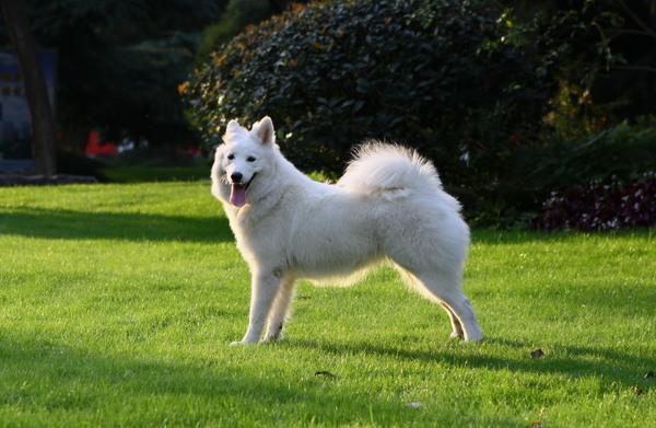 地球上3大最溫順最值得養的中型犬你們家的愛犬有上榜嗎