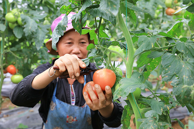 勺窝镇:30余万斤西红柿陆续上市助农增收_搜狐汽车_搜狐网
